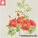 SAKURA KOI Water Colors In Case With Sponge XMW5L-12, XMW5L-24